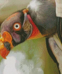 Lovely King Vulture Diamond Painting