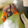 Lovely King Vulture Diamond Painting
