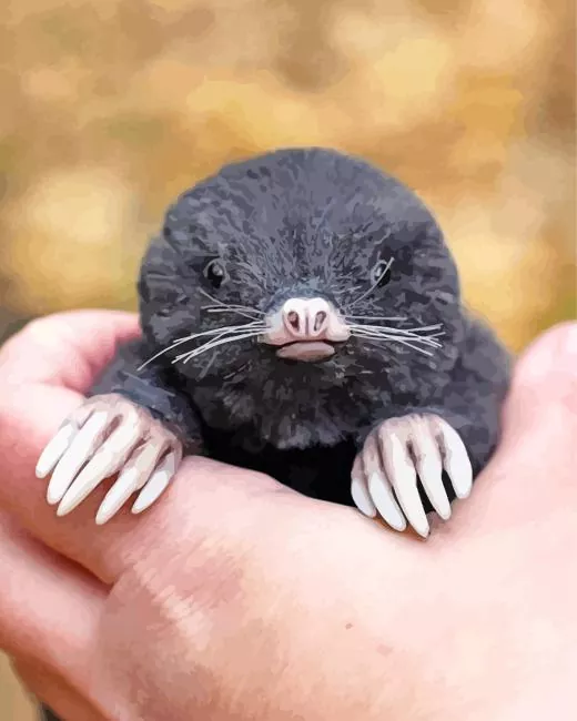 lovely Mole Diamond Paintings Lovely Mole Diamond Painting