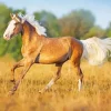 Lovely Palomino Horse Diamond Painting