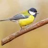 Lovely Parus Bird Diamond Painting