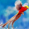 Lovely Pheasant Diamond Painting