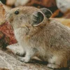 Lovely Pika Animal Diamond Painting