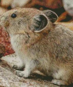 Lovely Pika Animal Diamond Painting