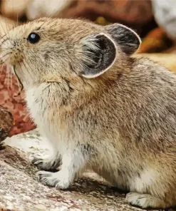 Lovely Pika Animal Diamond Painting