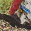 Lovely Pleco Fish Diamond Painting