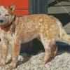 Lovely Red Heeler Diamond Painting