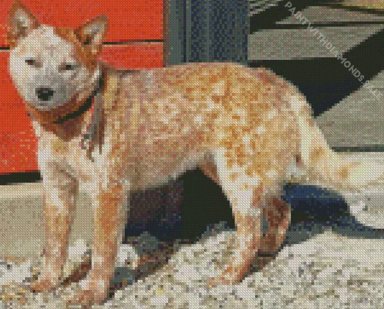 lovely Red Heeler Diamond Dotz Lovely Red Heeler Diamond Painting