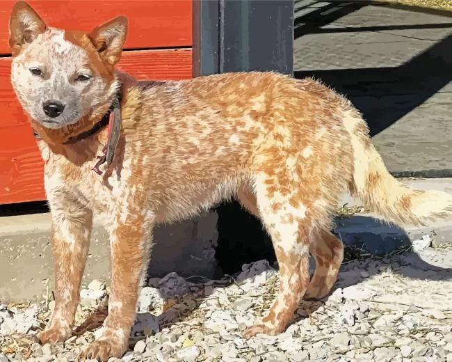 lovely Red Heeler Diamond Paintings Lovely Red Heeler Diamond Painting