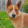 Lovely Red Heeler Dog Diamond Painting Lovely Red Heeler Dog Diamond Painting