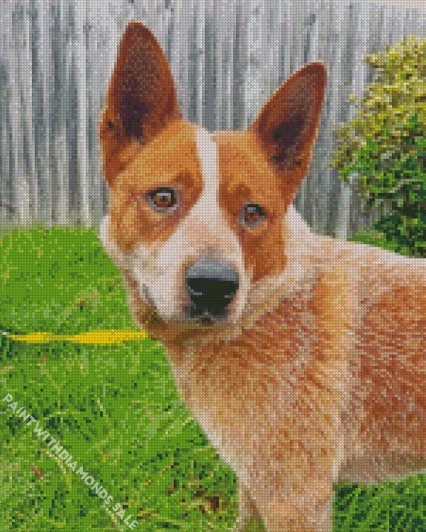 lovely Red Heeler dog Diamond Dotz Lovely Red Heeler Dog Diamond Painting Lovely Red Heeler Dog Diamond Painting