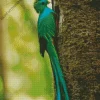 Lovely Resplendent Quetzal Diamond Painting