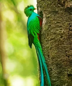 Lovely Resplendent Quetzal Diamond Painting