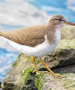 Lovely Sandpiper Diamond Painting