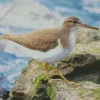 Lovely Sandpiper Diamond Painting