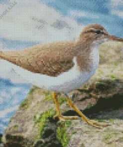 Lovely Sandpiper Diamond Painting