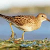Lovely Sandpiper Bird Diamond Painting