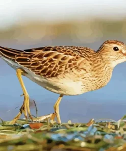 Lovely Sandpiper Bird Diamond Painting