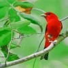 Lovely Scarlet Tanager Diamond Painting