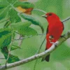 Lovely Scarlet Tanager Diamond Painting