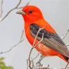 Lovely Scarlet Tanager Bird Diamond Painting