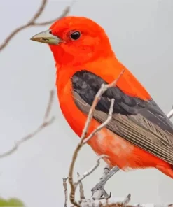 Lovely Scarlet Tanager Bird Diamond Painting