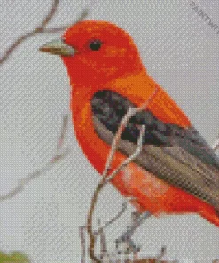 Lovely Scarlet Tanager Bird Diamond Painting