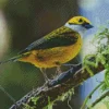 Lovely Silver Throated Tanager Diamond Painting