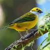 Lovely Silver Throated Tanager Diamond Painting