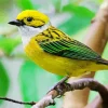 Lovely Silver Throated Tanager Bird Diamond Painting