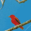 Lovely Summer Tanager Diamond Painting