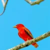 Lovely Summer Tanager Diamond Painting