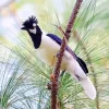 Lovely Tufted Jay Diamond Painting