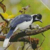 Lovely Tufted Jay Bird Diamond Painting