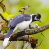 Lovely Tufted Jay Bird Diamond Painting