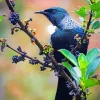 Lovely Tui Bird Diamond Painting