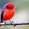 Lovely Vermilion Flycatcher Diamond Painting