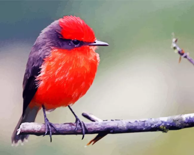 lovely Vermilion Flycatcher Diamond Paints Lovely Vermilion Flycatcher Diamond Painting