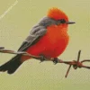 Lovely Vermilion Flycatcher Bird Diamond Painting