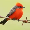Lovely Vermilion Flycatcher Bird Diamond Painting