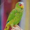 Lovely White Fronted Amazon Diamond Painting