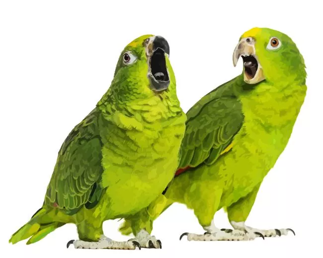 lovely White Fronted Amazon birds Diamond By Numbers Lovely White Fronted Amazon Birds Diamond Painting