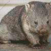 Lovely Wombat Diamond Painting
