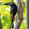 Lovely Yellow Eared Toucanet Diamond Painting