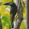Lovely Yellow Eared Toucanet Diamond Painting