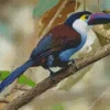 Lovely Yellow Eared Toucanet Bird Diamond Painting