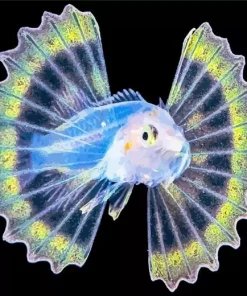 Lovely Baby Lionfish Diamond Painting