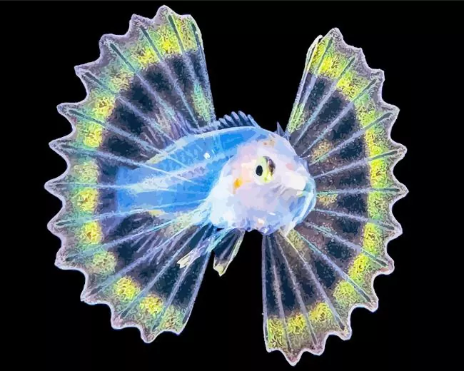 lovely baby Lionfish Diamond With Numbers Lovely Baby Lionfish Diamond Painting