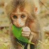 Lovely Baby Macaque Diamond Painting