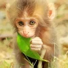 Lovely Baby Macaque Diamond Painting